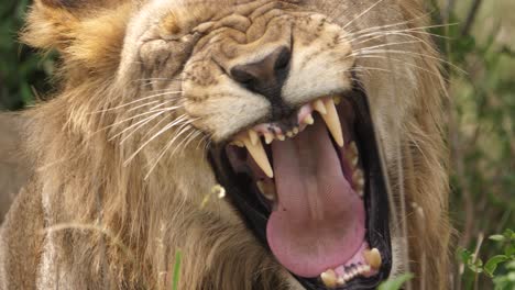 full frame close up of big toothy yawn by male african lion in shade