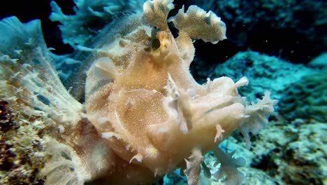 Rhinopias-Eschmeyeri-Súper-Cerca-Frente-A-La-Cámara-Bajo-El-Agua-En-La-Isla-Mauricio