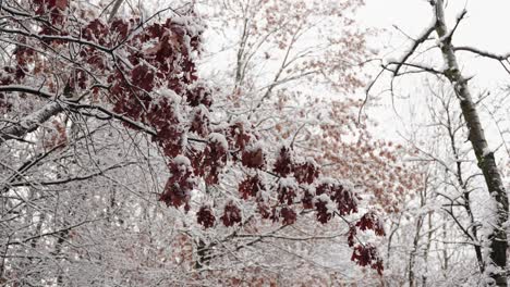 雪在冬天中間下雪時,樹上堆滿了<unk>葉