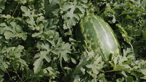 A-large-watermelon-ripens-on-a-chestnut-tree