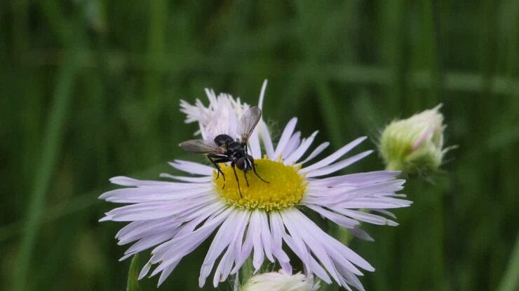 Primo piano di una mosca posata e a riposo su un fiore sbocciato nella natura.