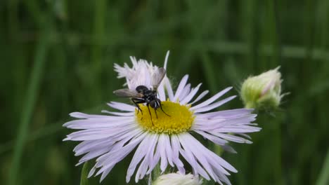 close up shot of natural fly sitting and resting on blooming flower in nature