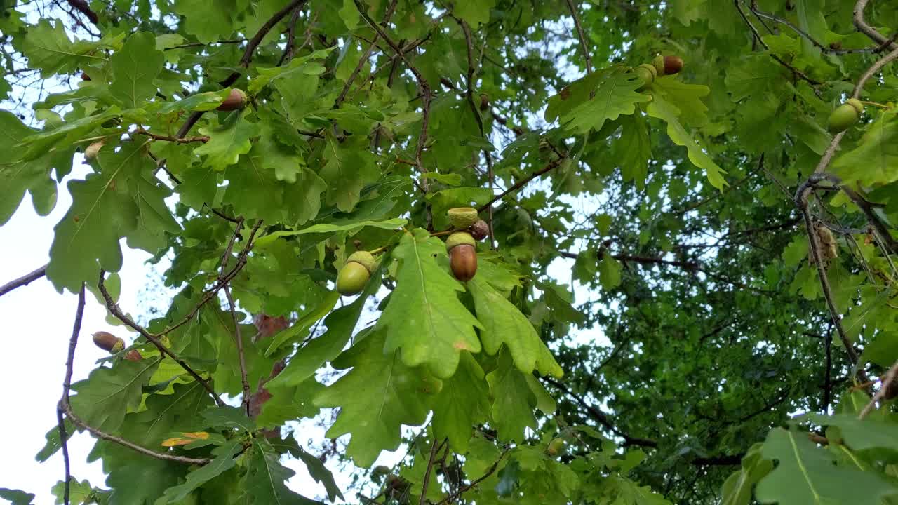 Close up of acorn tree branch moving in the wind with some ripe acons hanging on it