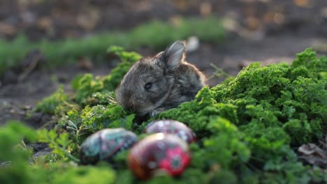 cute bunny with easter eggs in green grass