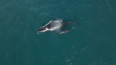 Aerial-shot-of-a-humpback-whale-family-breaching-the-surface-and-diving-again