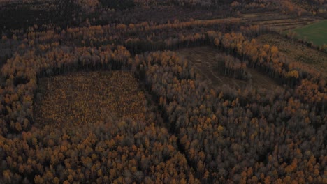 Beautiful-Aerial-View-of-Colorful-Golden-Autumn-On-a-Bright-Sunny-Day-in-Latvia---Aerial-shot