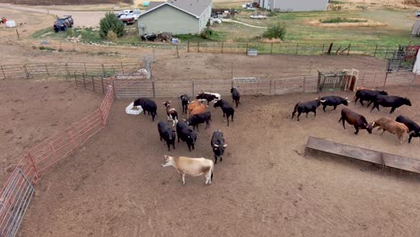 american beef elevated in this drone shot of healthy grass fed ranching