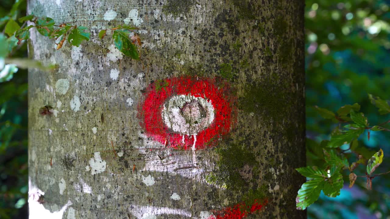 Close-up of red-and-white Slovenian hiking trail marker painted on tree bark in a shaded forest. Great for nature, trekking, or European travel themes