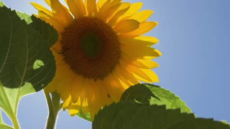 bright yellow sunflower in the garden
