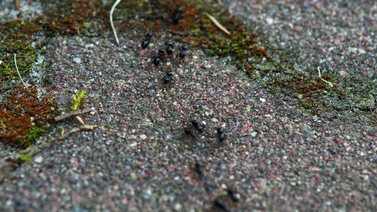 자갈이 깔린 땅을 행진하는 칠흑 개미