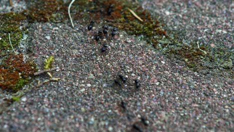 Pechschwarze-Ameisen-Marschieren-Auf-Kiesboden