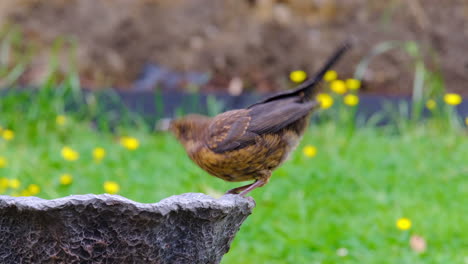 Pájaro-Bebiendo-De-Un-Baño-De-Pájaros-En-El-Jardín-Británico