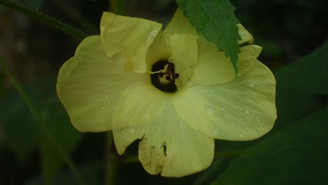 yellow flower of abelmoschus moschatus