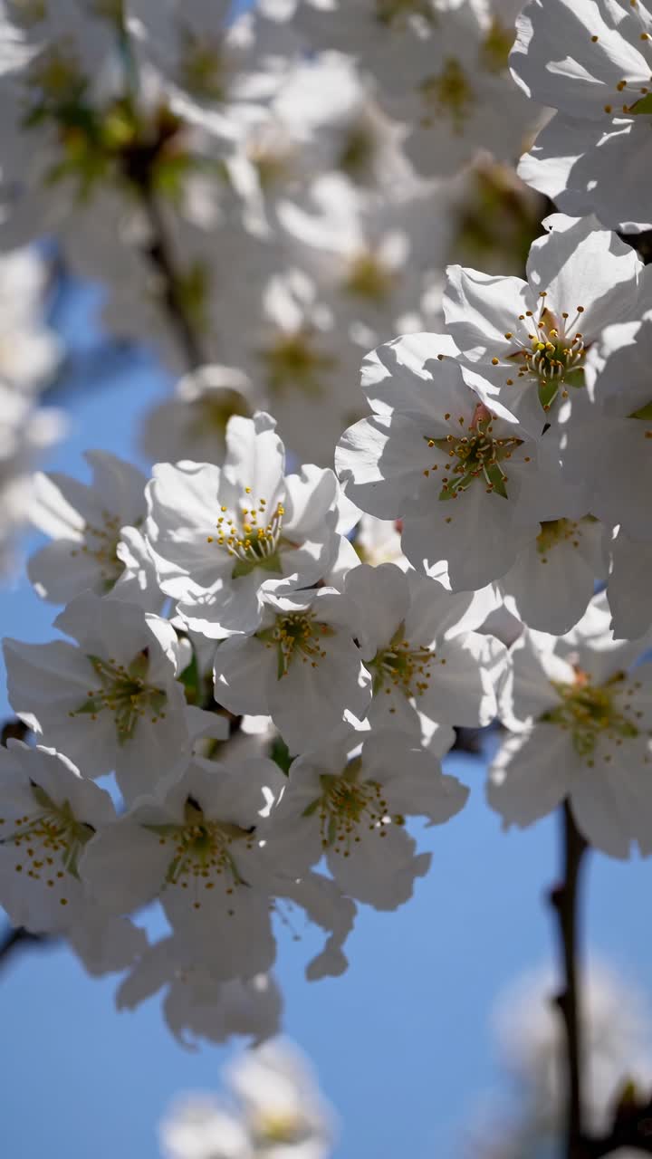 A dreamy, blurred video captures white blossoms against a blue sky from a low angle