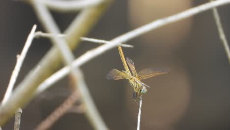 libélula relajándose en el palo - alas - piernas