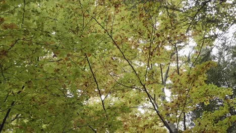 Dosel-De-Hojas-En-El-Bosque-De-Otoño