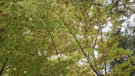 dosel de hojas en el bosque de otoño