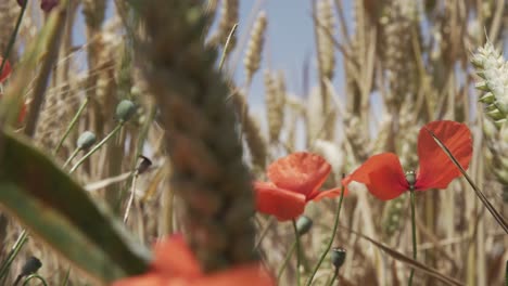 cultivo de trigo balanceándose a través del viento al aire libre en la naturaleza