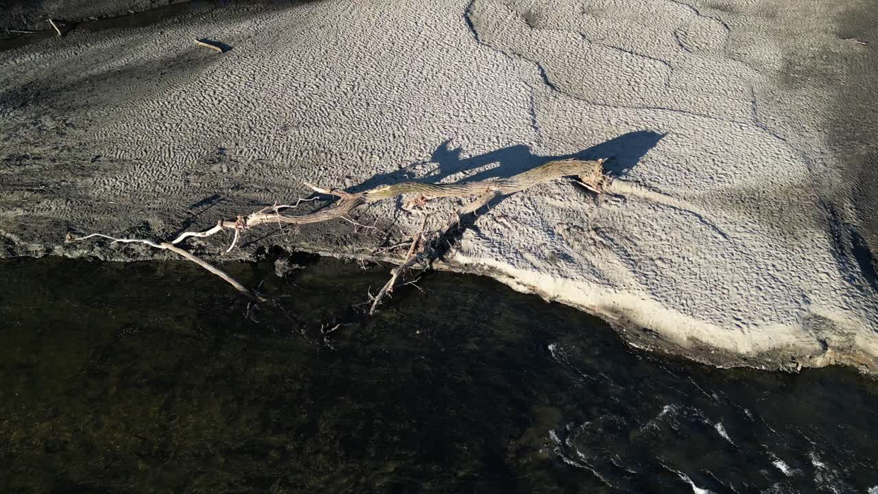 그림자 건조한 나무