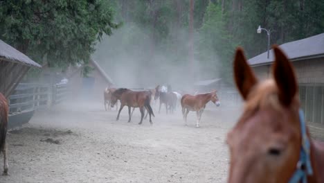 slow motion of horses and mules playing, frolicking, and bucking