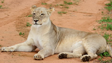 african lioness lies down on sandy dirt road in south african nature reserve