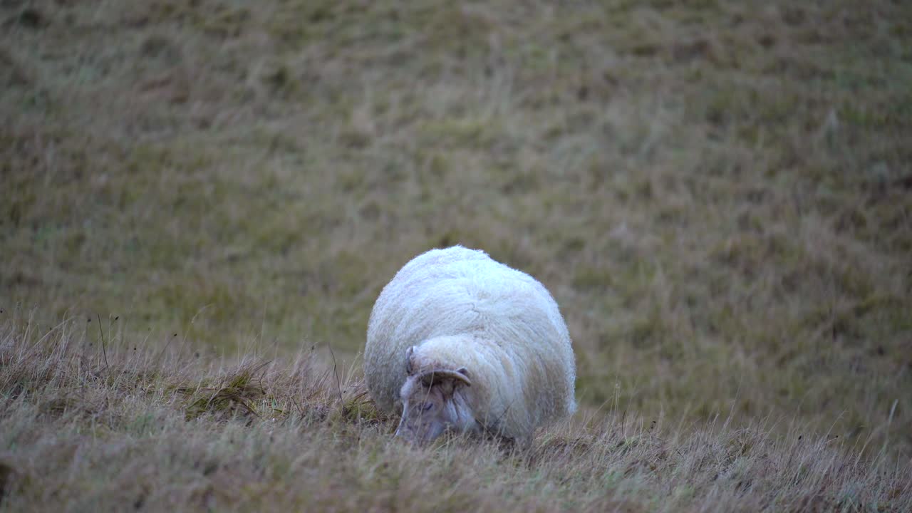 아이슬란드 양은 풀밭에서 식사를 닫습니다