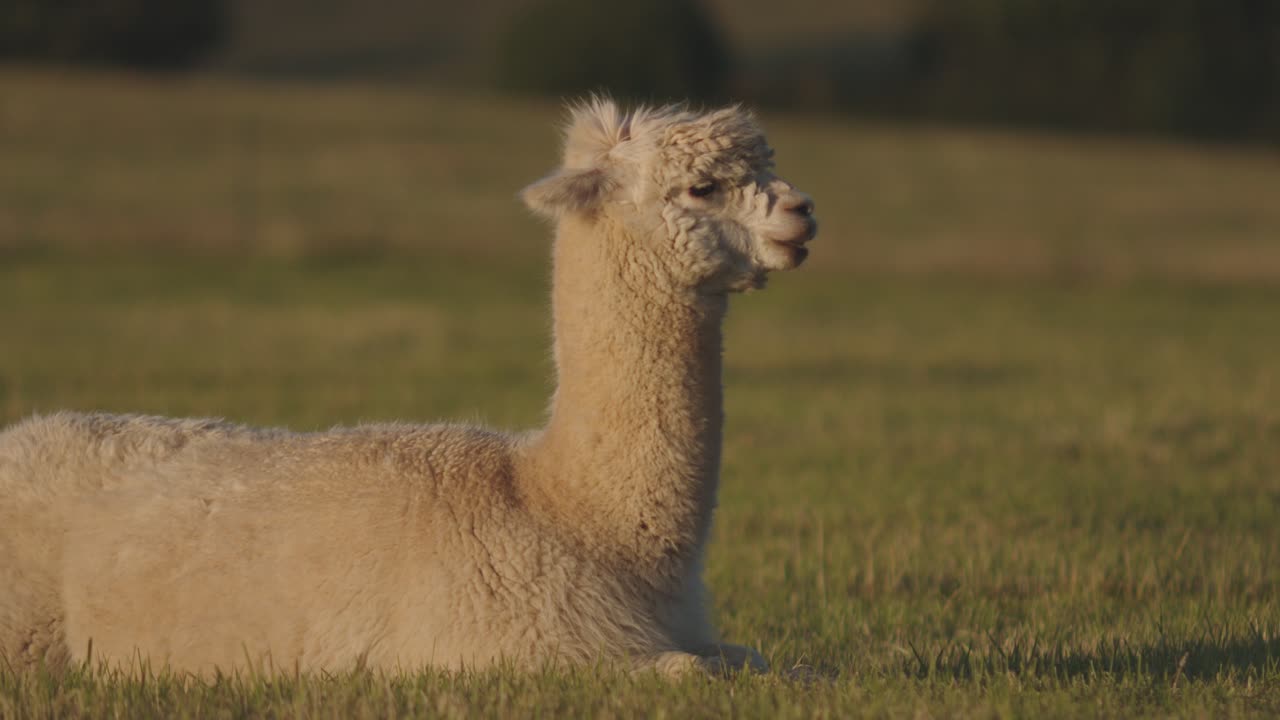 cámara lenta de una alpaca comiendo hierba mientras está tumbada en el campo al atardecer en el campo