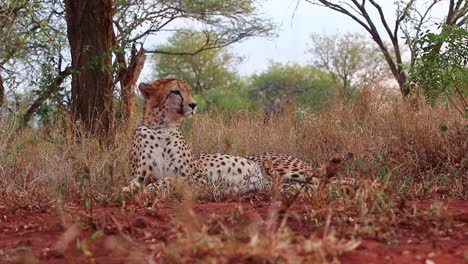 a female cheetah, acinonyx jubatus lays down in the shade and is viewed at eye level during the summer months at the zimanga game reserve in the kwazulu natal region of south africa