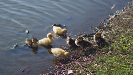 Entzückende-Gruppe-Von-Entlein-Am-Ufer-Des-Sees