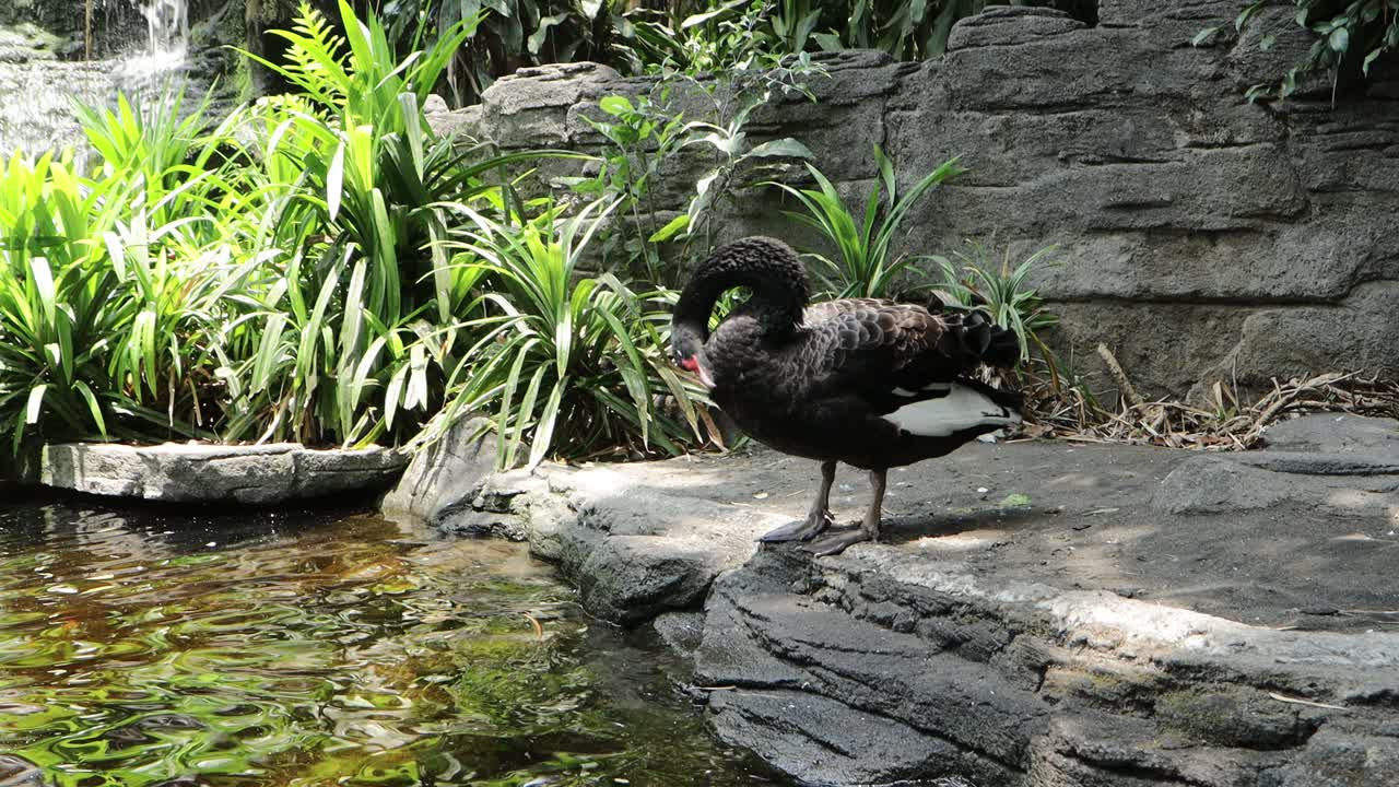 Black Swan Preening by the Pond in Lush Natural Habitat