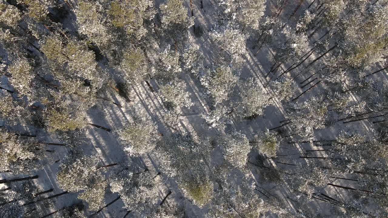 Aerial view of a snow-covered forest with tall pine trees casting long shadows on the ground. The winter sunlight highlights the frosty landscape.