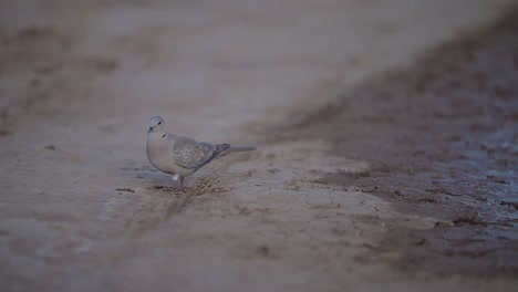 eurasian collared dove  feeding