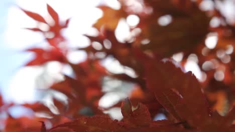 Hojas-Rojas-De-Otoño-De-Arce-Japonés,-Rayos-De-Sol,-Oscilación-Del-Viento