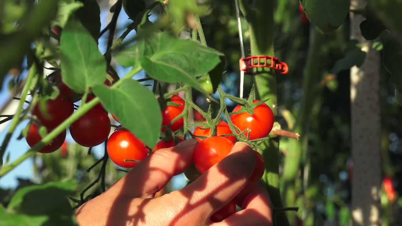 토마토는 토마토 식물 (tomato plant) 으로 널리 알려진 solanum lycopersicum 식물의 식용 열매입니다.