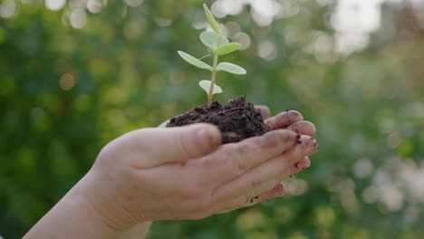 primer plano lateral de las manos sosteniendo el suelo con una sola planta verde en él