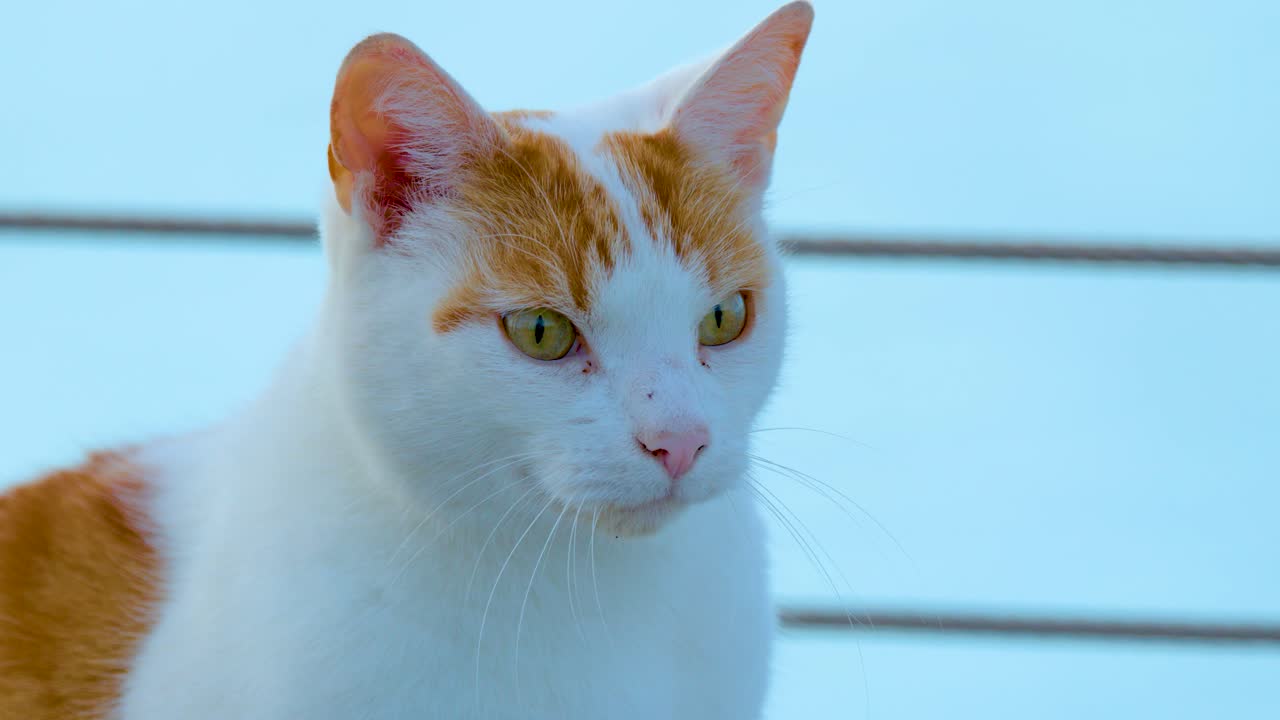 Ginger and white cat sits alertly, watching surroundings outside in soft natural daylight, static camera