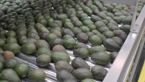 avocado packing house from uruapan michoacan 3