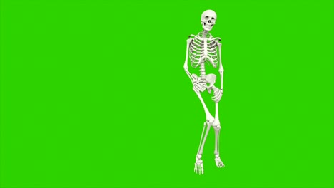 el baile del esqueleto. animación de bucle sin costuras en pantalla verde.
