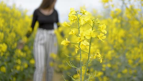 girl walking in the golden fields of blooming rapeseed flowers, out of focus