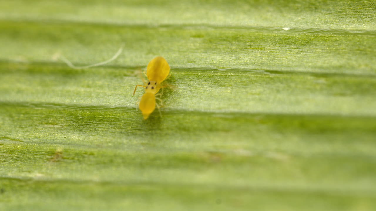 Adorable springtails in courtship dance. Globular springtails (family Sminthuridae) on leaf, macro view.