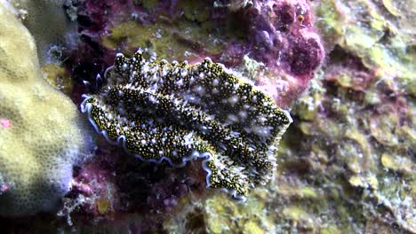 flatworm at koh tao