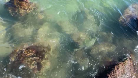 Gran-Pez-Róbalo-Común-Capturado-Y-Liberado-En-Aguas-Cristalinas-Del-Océano-Por-Rocas-Y-Arrecifes