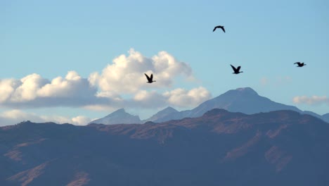 flock of geese flying against a background of mountains