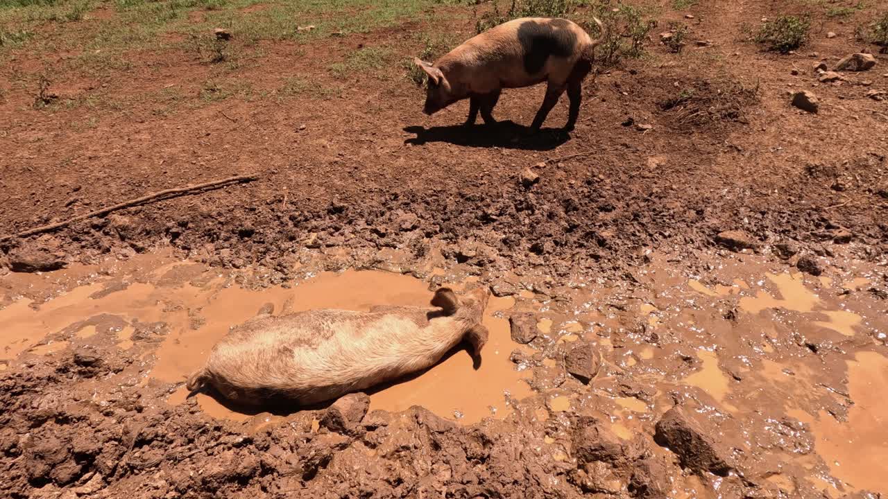 돼지는 진과 바위로 된 길을 가로질러 움직입니다.