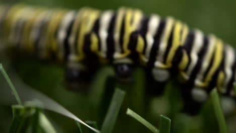 macro view of black and yellow striped caterpillar crawls through the grass