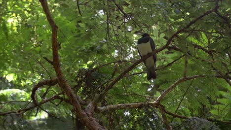 kereru pigeon sat on branch