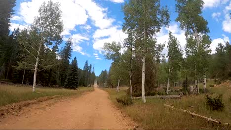 cruising down a mountain forest road, trail