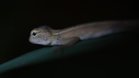 El-Lagarto-De-Jardín-Oriental-También-Se-Llama-Lagarto-De-Jardín-Oriental,-Chupasangre-Y-Lagarto-Cambiable