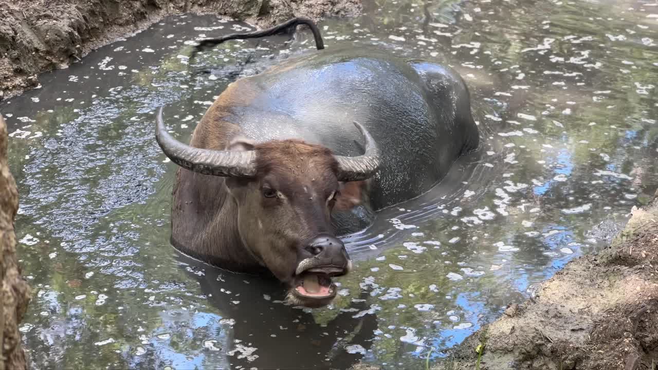 인도네시아 코모도 국립공원 숲에 있는 연못에 앉아 있는 아시아 수