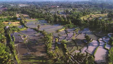 a greenery bali's rice fields at sunset time in a bird eye view - ubud - indonesia